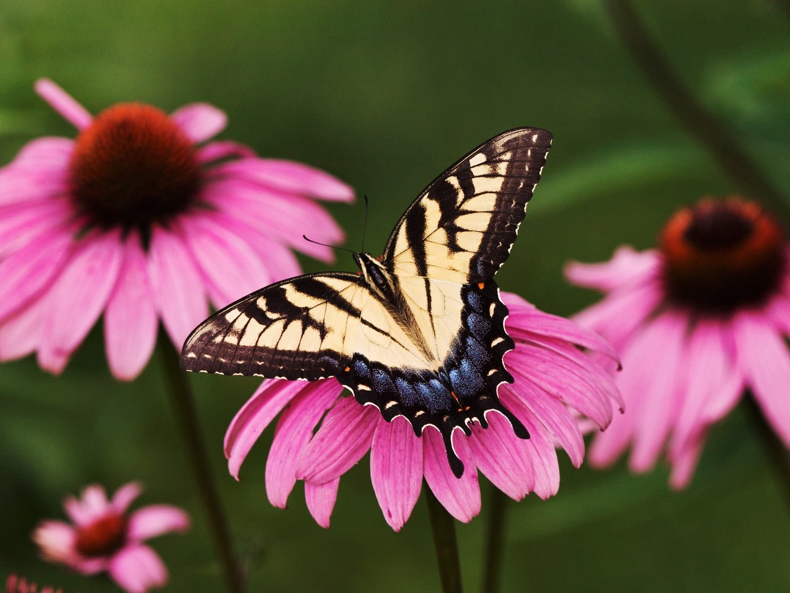 A vibrant butterfly perched on pink flowers, showcasing the beauty of nature in this HD PC desktop wallpaper and background.