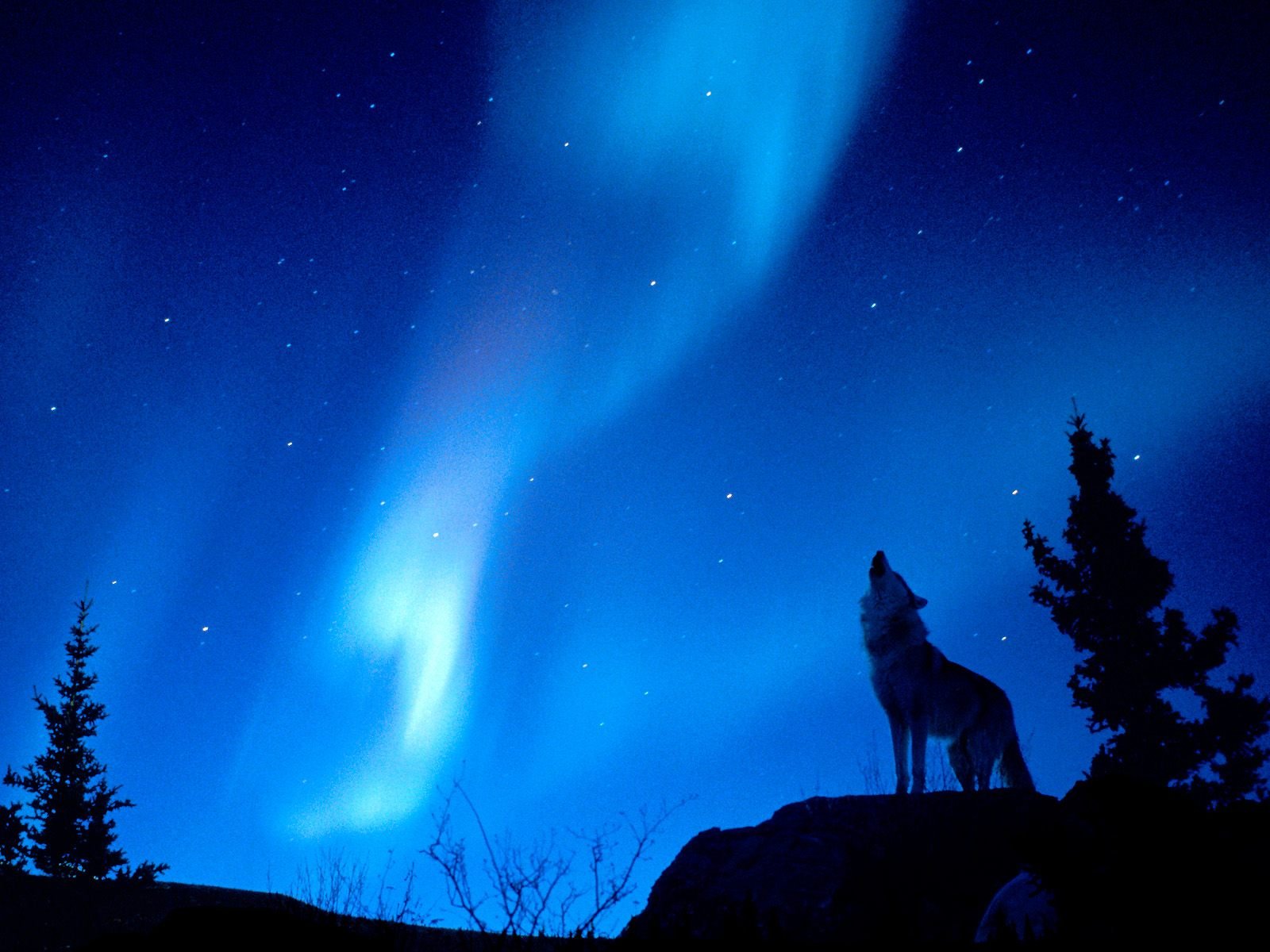 A majestic wolf howls under a vibrant aurora borealis, surrounded by a starry night sky, creating a stunning HD desktop wallpaper and background.