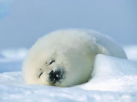Animal seal HD Desktop Wallpaper | Background Image