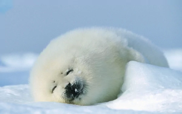 Animal seal HD Desktop Wallpaper | Background Image