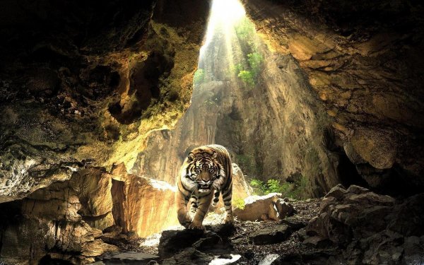 Animal Tiger Cats Cave HD Wallpaper | Background Image