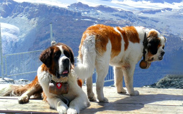 Animal Saint Bernard Dogs HD Wallpaper | Background Image