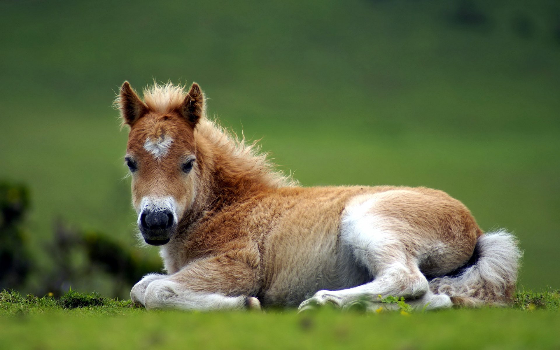 A high-definition desktop wallpaper image featuring a light brown horse resting on a grassy field with a blurred green background.