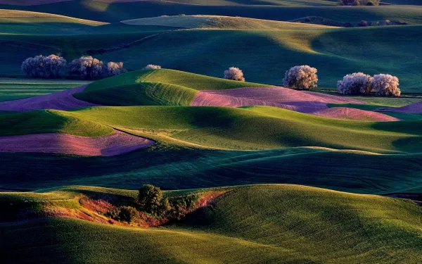 A scenic view of lush green hills adorned with patches of pink, framed by blooming trees, creating a stunning nature landscape for a vibrant HD desktop wallpaper.