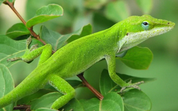 Vivid green anole lizard, Animal, perched on a leafy branch — HD PC desktop wallpaper background featuring a small reptile.