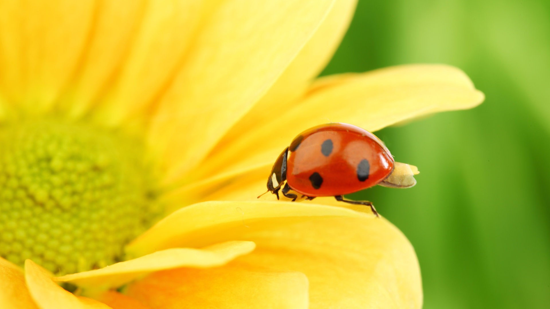 Ladybug HD Wallpaper