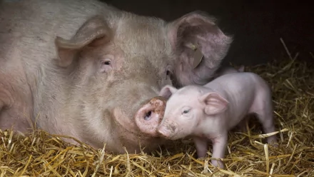 A heartwarming scene of a mother pig and its piglet resting together in straw, captured in high-definition for a charming desktop wallpaper and background.