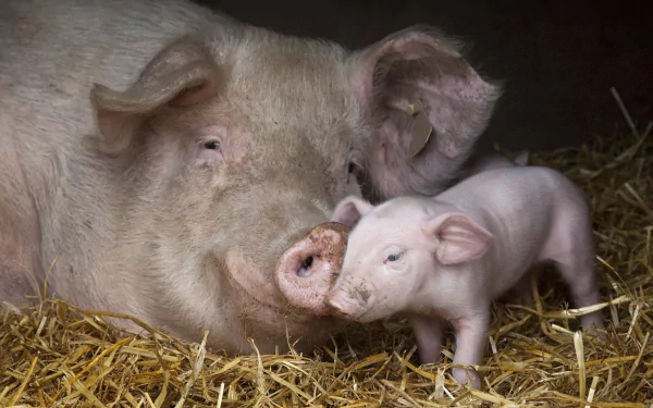 A heartwarming scene of a mother pig and its piglet resting together in straw, captured in high-definition for a charming desktop wallpaper and background.