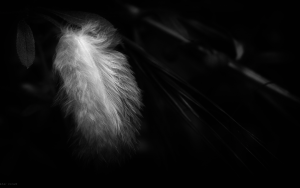 Photography Feather Black & White HD Wallpaper | Background Image