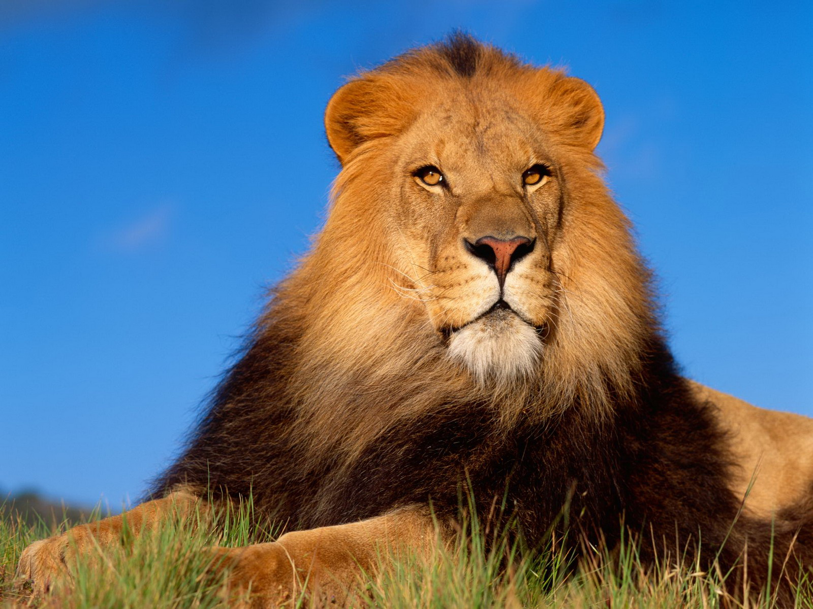 Animaux Lion Fond d'écran HD | Image