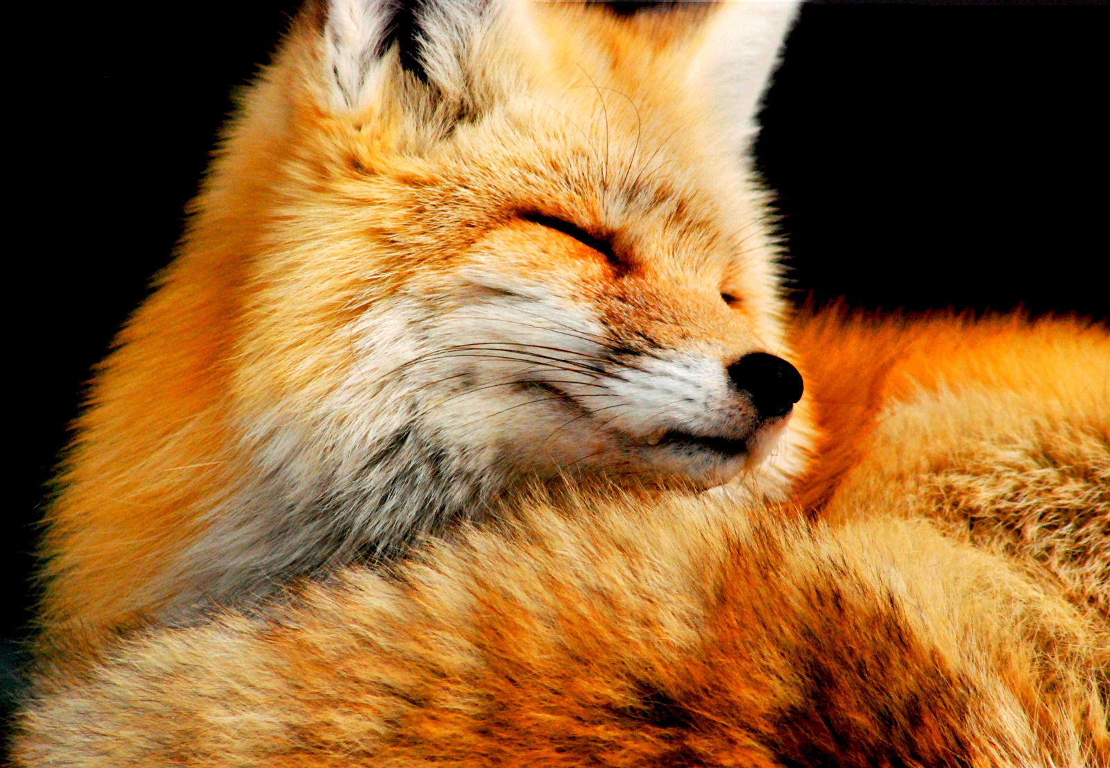 Fox Wallpaper and Background Image | 1600x1107