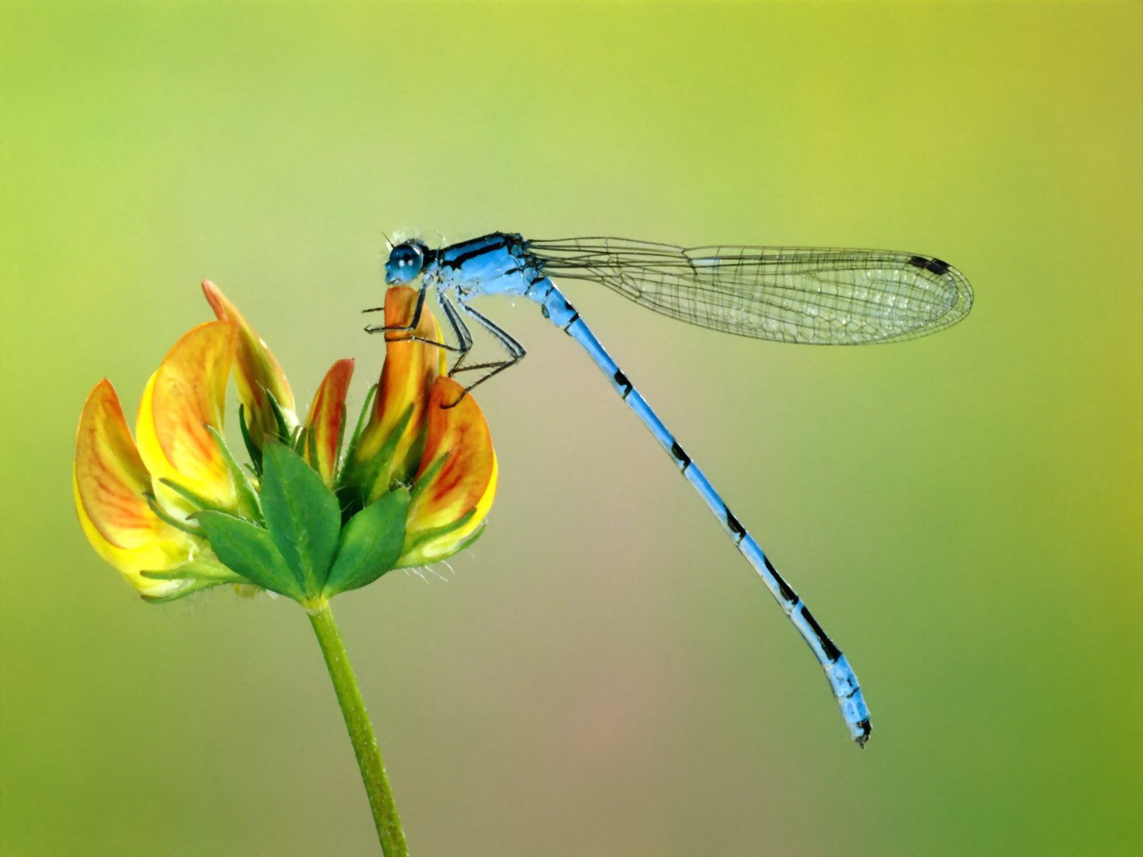 Wallpaper dragonfly hires stock photography and images  Alamy