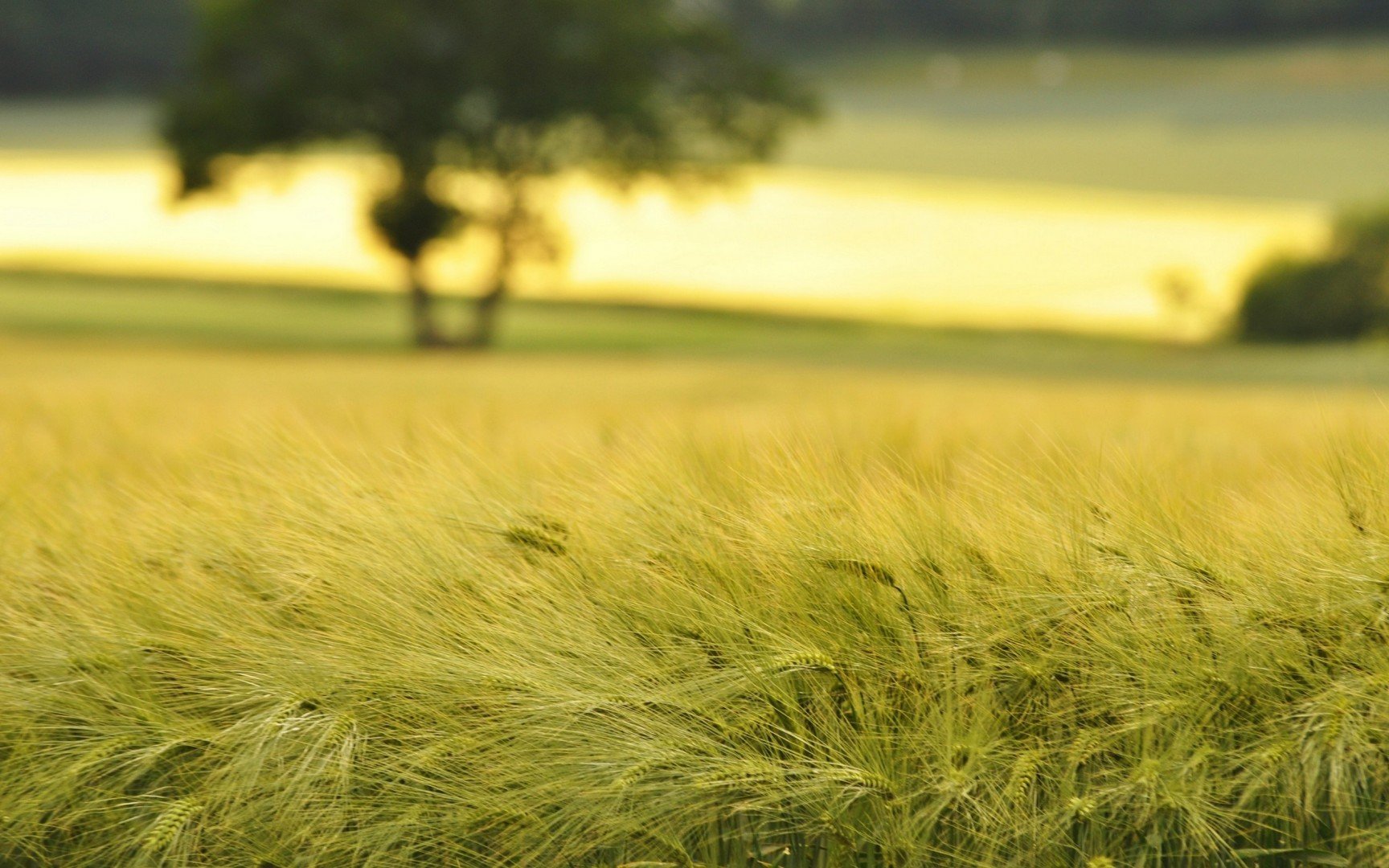 Nature Wheat Wallpaper