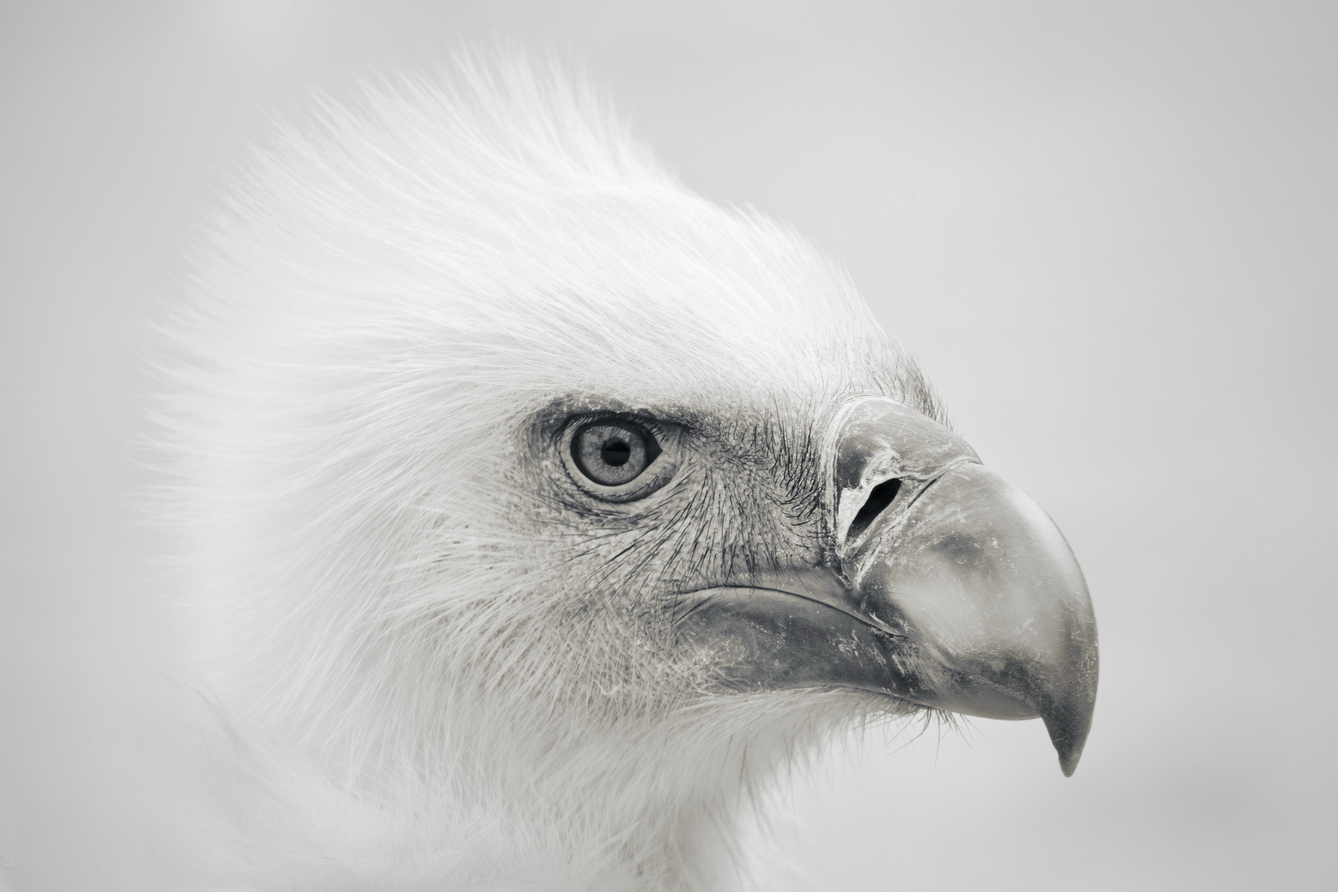 Download Animal Eagle HD Wallpaper by Jassim Muqeem