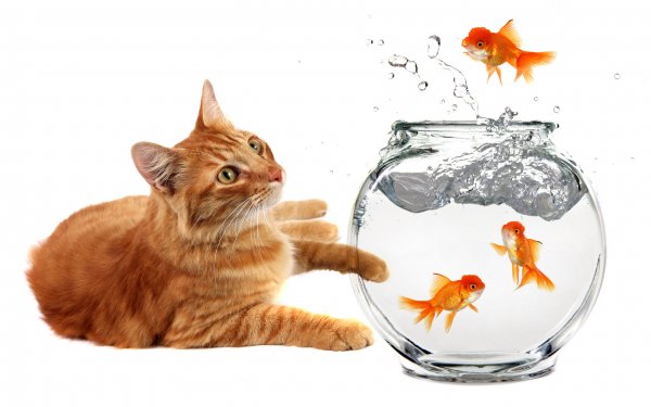 Animal Cat Fish Goldfish HD Wallpaper | Background Image