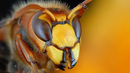 Animal insect HD Desktop Wallpaper | Background Image