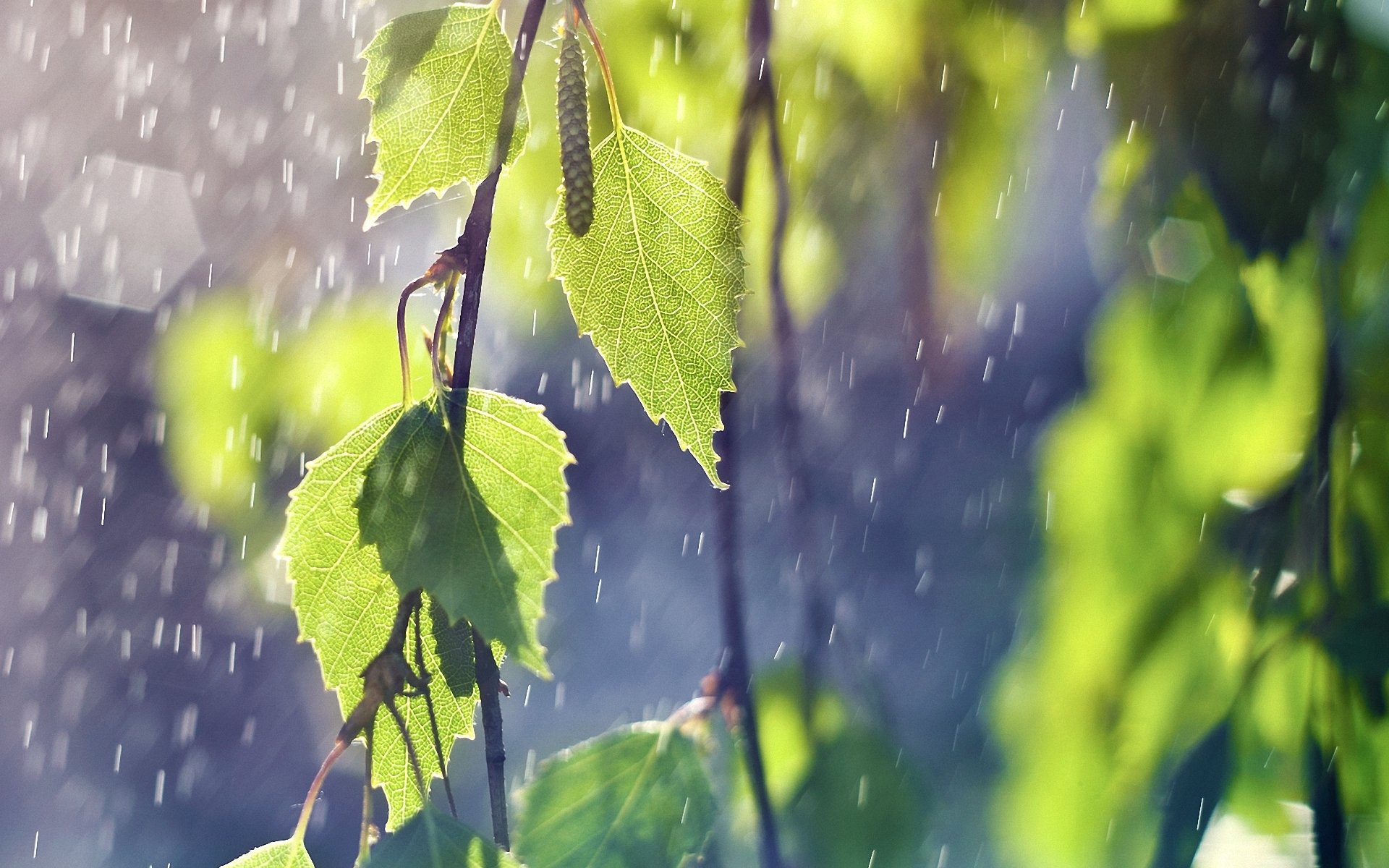 雨和柳的图片大全,风雨和柳树图片,雨和花的图片大全_大山谷图库
