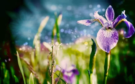 HD PC desktop wallpaper: close-up of a purple iris in a sunlit garden, dewy petals and soft green foliage.
