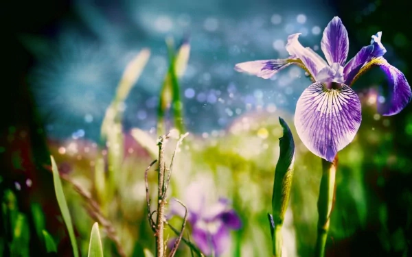 HD PC desktop wallpaper: close-up of a purple iris in a sunlit garden, dewy petals and soft green foliage.