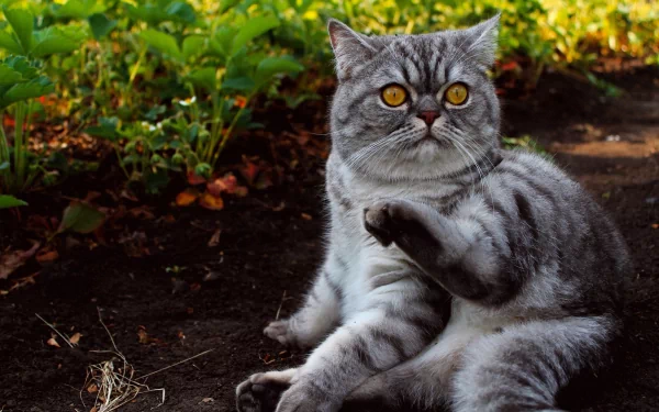 Animal cat HD Desktop Wallpaper | Background Image