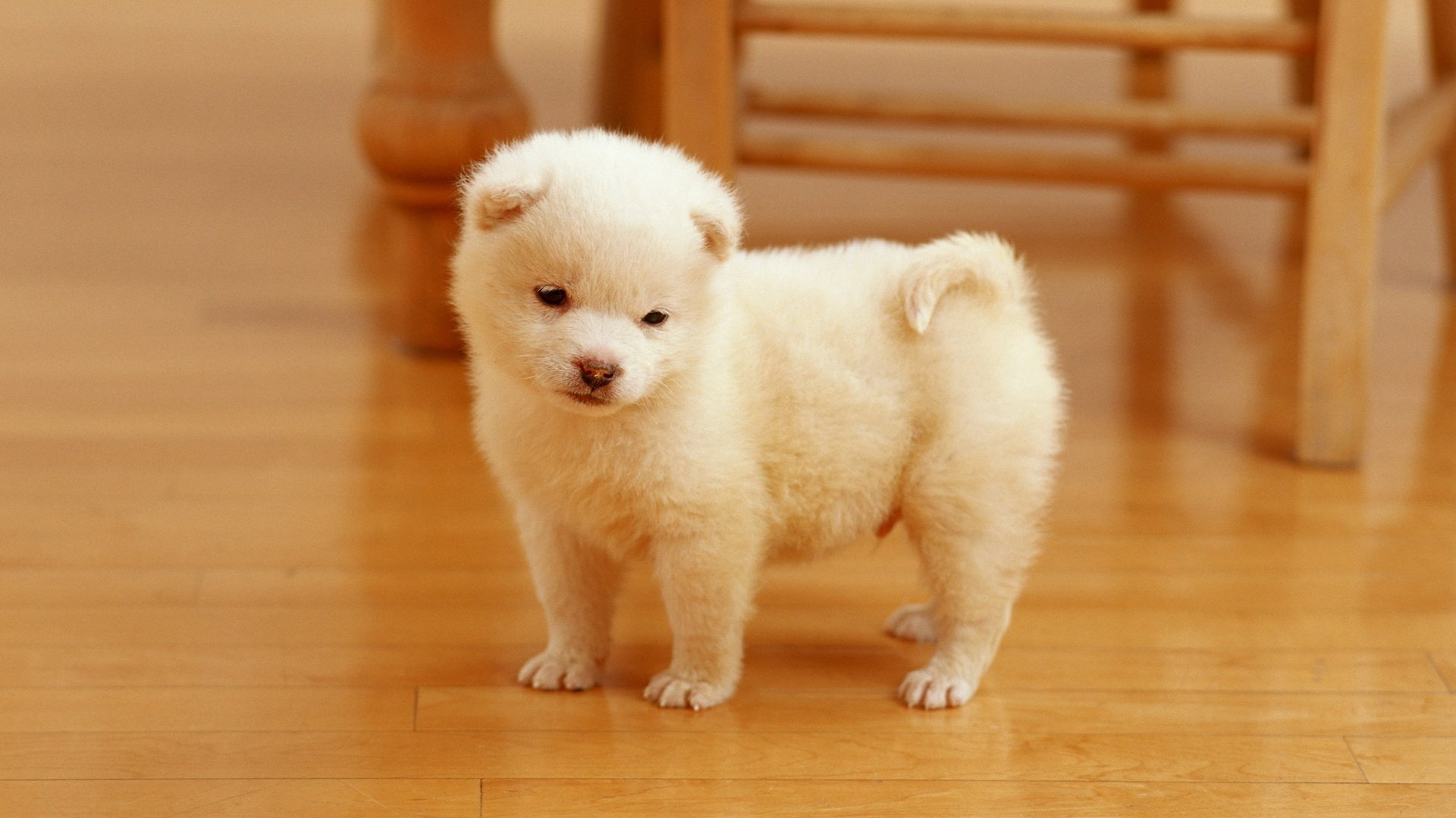 A cute, fluffy puppy stands on a wooden floor, surrounded by a cozy setting. This charming dog image makes a delightful HD desktop wallpaper.