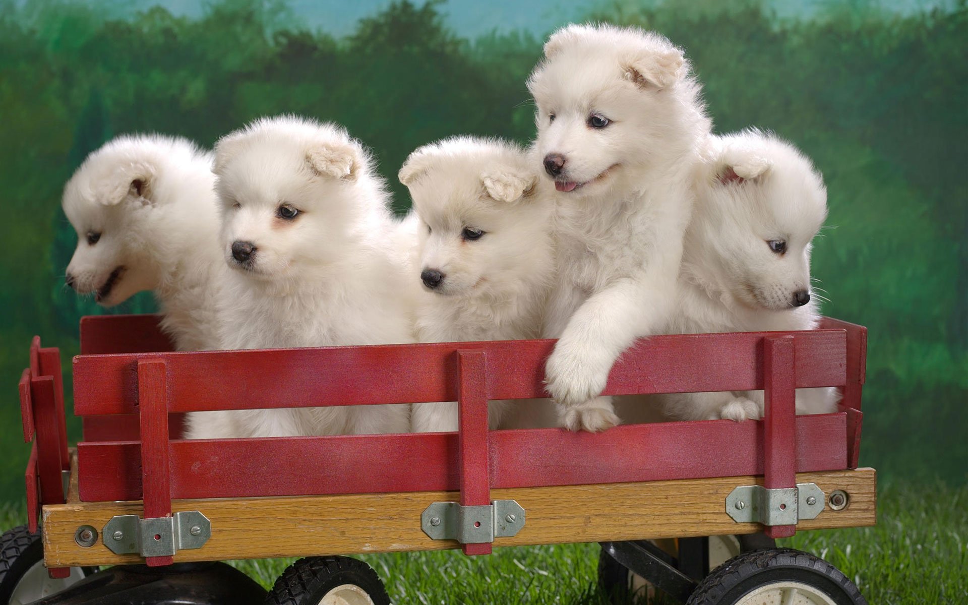 A charming scene featuring five fluffy puppies in a red wagon, set against a soft green background, capturing their playful cuteness in a vibrant HD wallpaper.