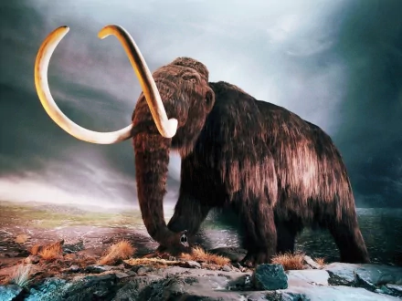 A majestic mammoth from the Pliocene era stands against a dramatic landscape, showcasing its giant, extinct tusks in this striking HD desktop wallpaper.