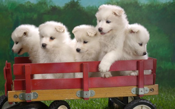 Animal Cute Dog Puppy Wagon HD Wallpaper | Background Image