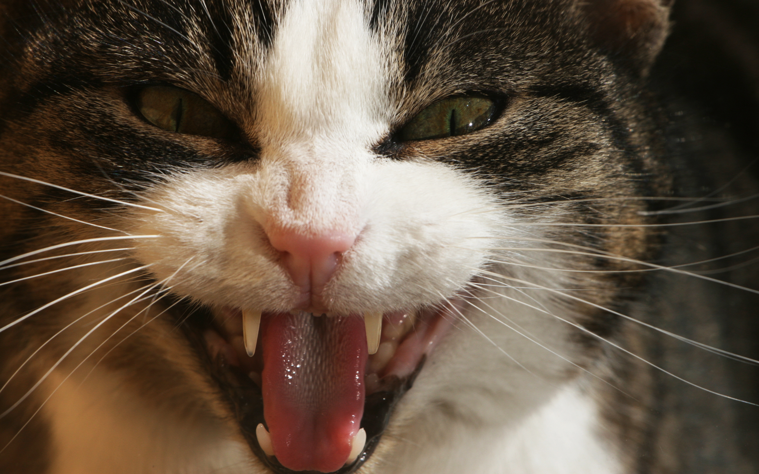 Angry Cat Background, A Cat With A Big Eye, Mean Cat Pictures Background  Image And Wallpaper for Free Download