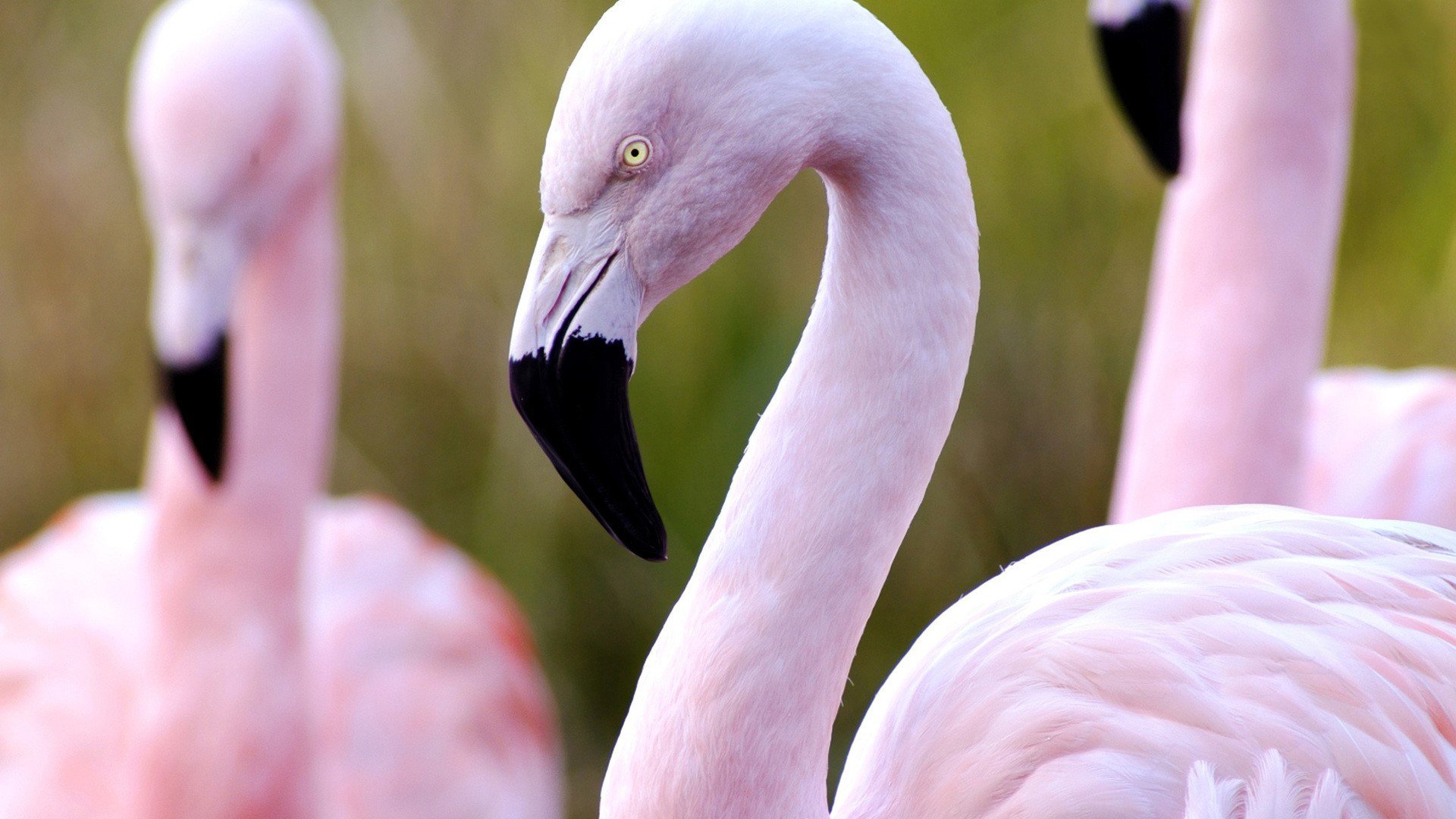 Flamingo Full HD Wallpaper And Background 1920x1080 ID275178