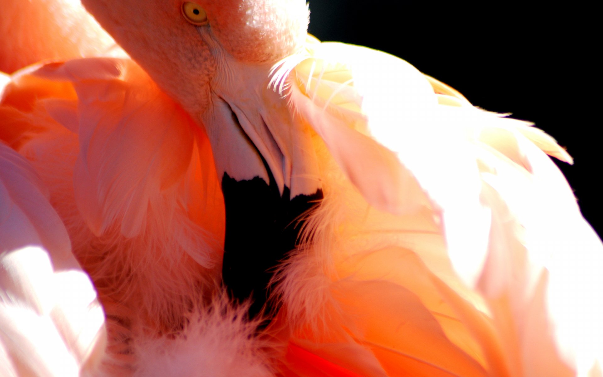 Close-up of a pink flamingo preening among ruffled feathers, vibrant coral and pale-pink tones contrasted with deep black — 2K Quad HD PC desktop wallpaper background.