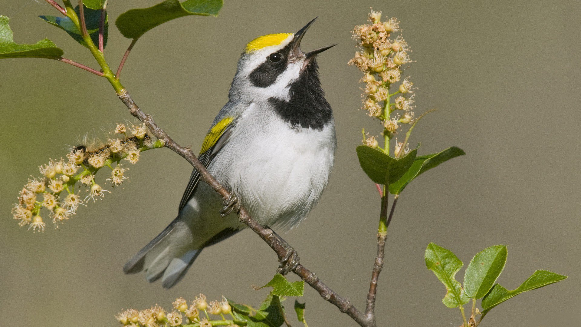 HD PC desktop wallpaper featuring a vibrant bird with yellow and black markings perched on a branch, surrounded by green leaves and flowering buds.