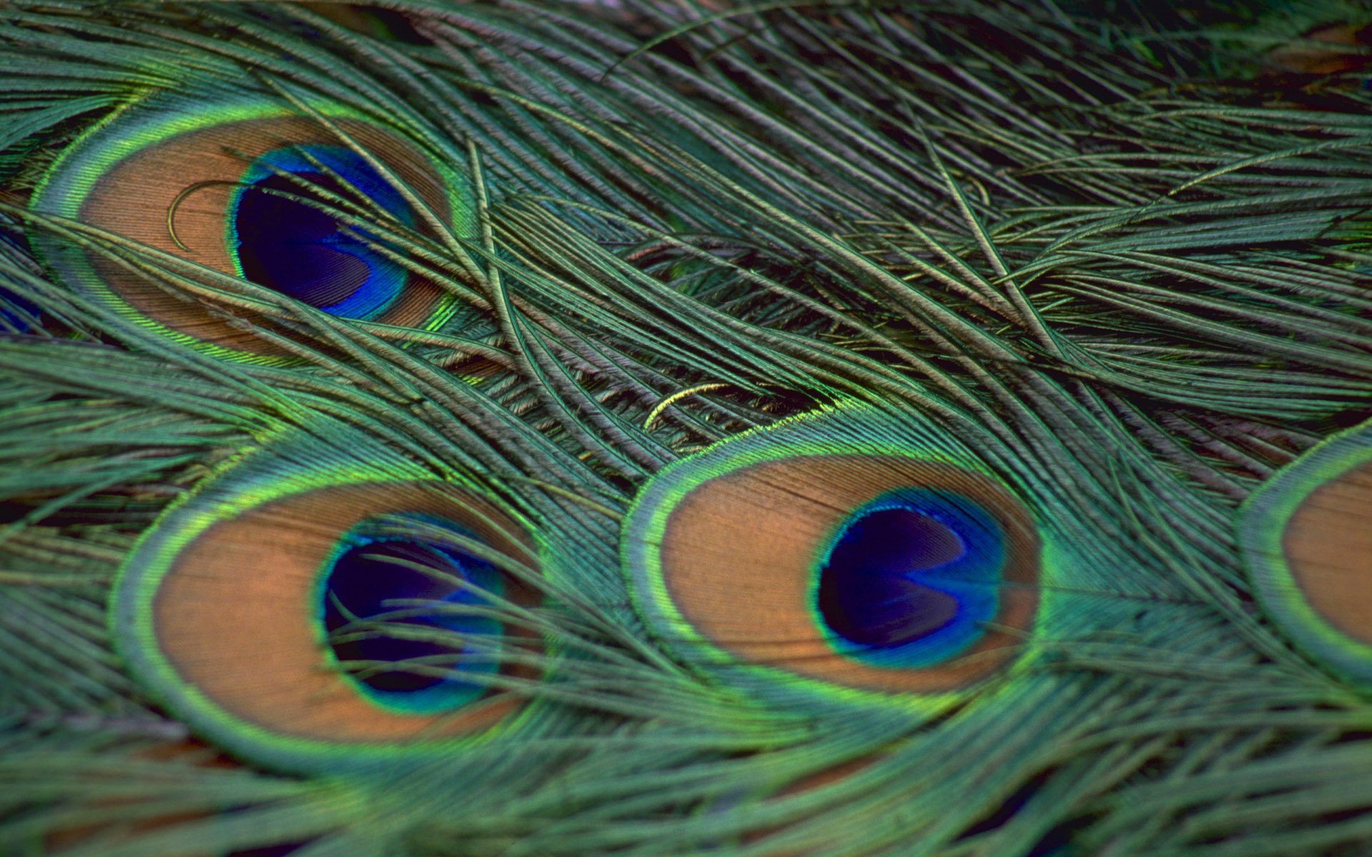 Peacock Full HD Wallpaper and Background | 1920x1200 | ID:275236