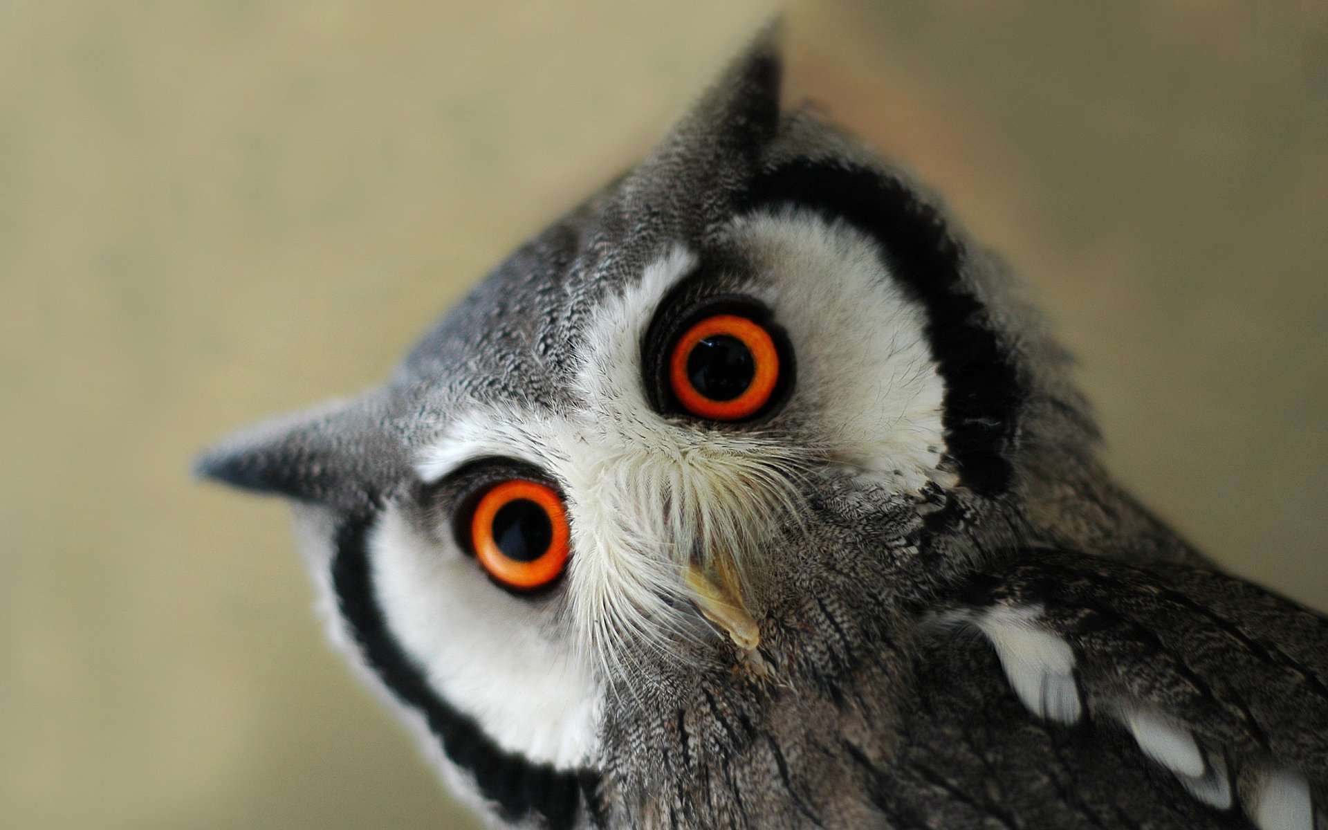 Striking HD Owl Portrait: Nature’s Watchful Night Guardian | 2560x1600 ...