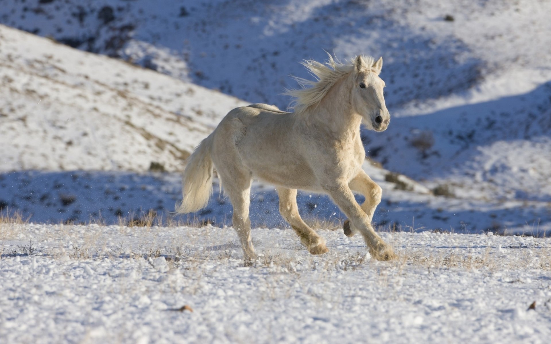 A white horse gallops across a snowy landscape under clear daylight, captured in HD quality as a desktop wallpaper and background.
