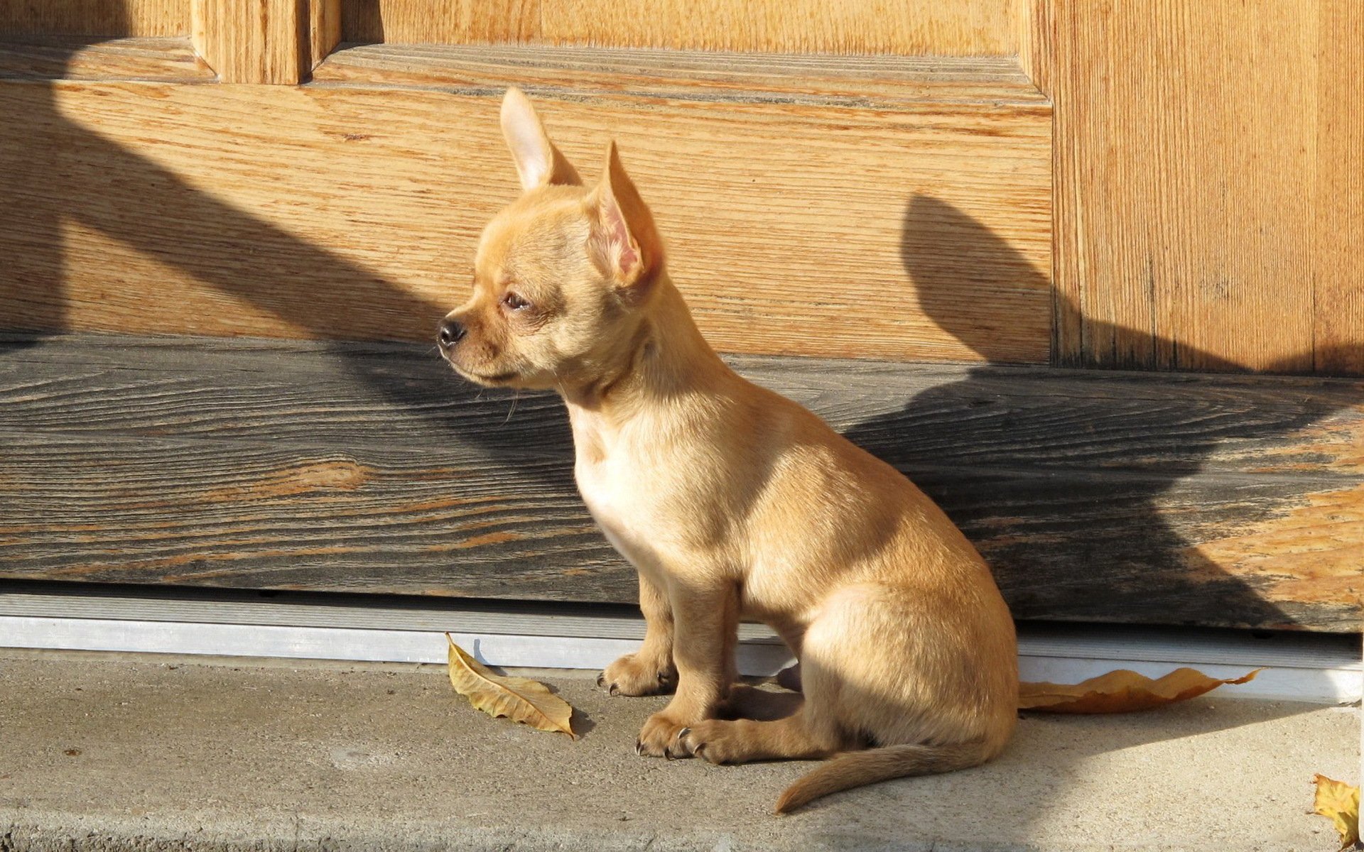 A charming puppy sits by a wooden door, basking in sunlight, captured as a high-definition desktop wallpaper. The dog’s attentive expression adds warmth to any background.
