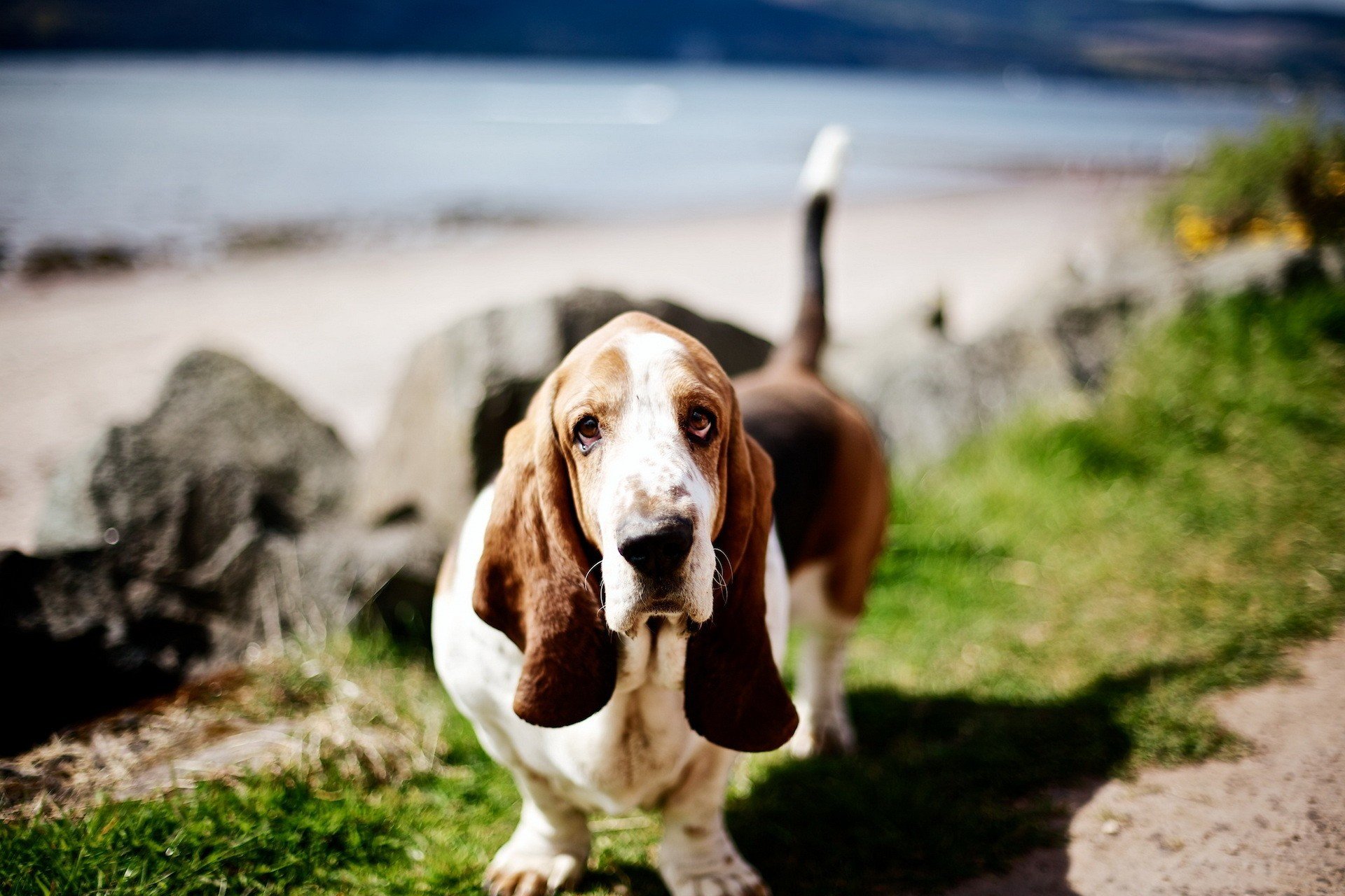 HD PC desktop wallpaper featuring a basset hound with long ears standing on a grassy path near rocks and water.