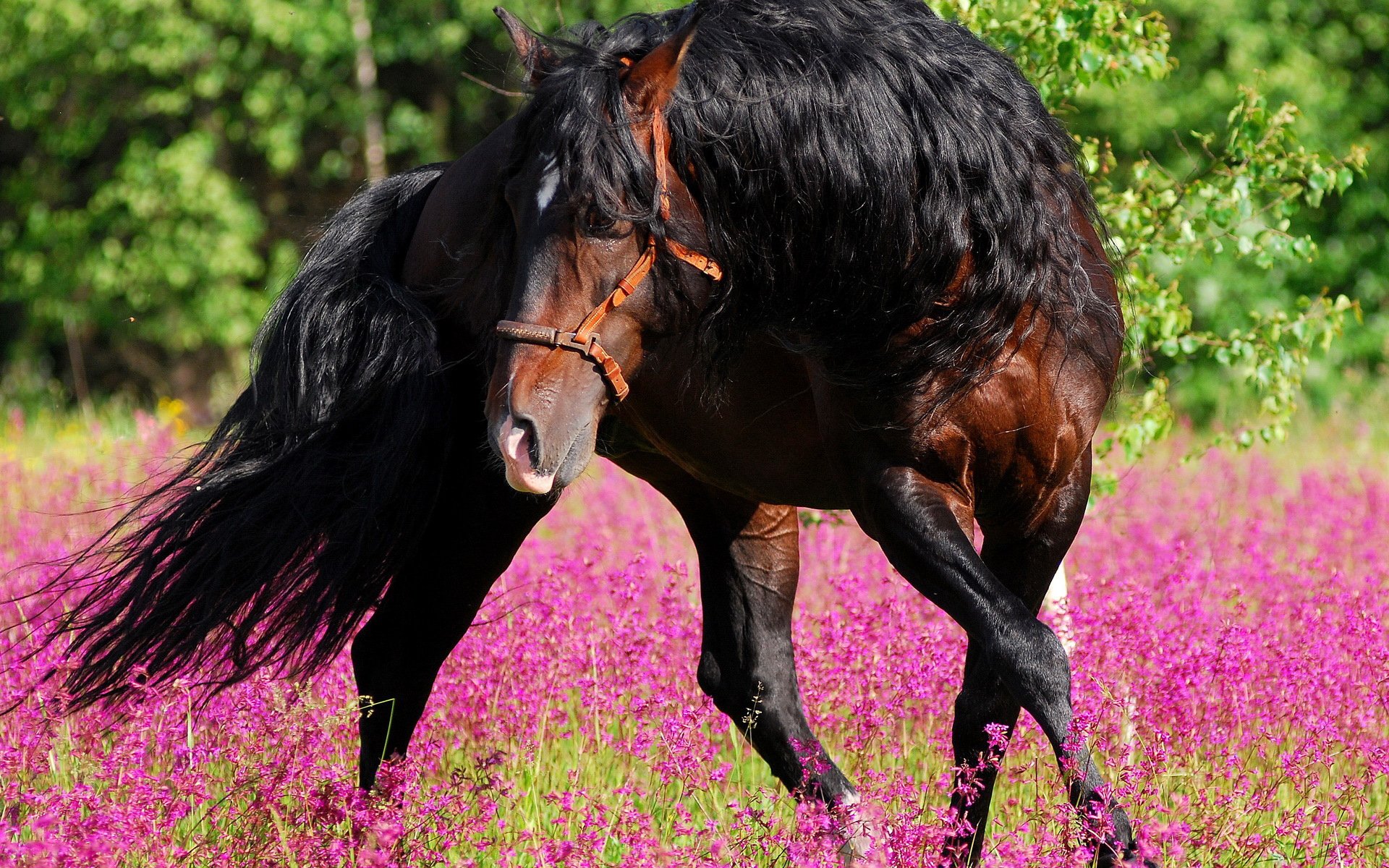 A majestic horse with a flowing mane stands in a vibrant field of purple flowers, captured in stunning detail, making for a captivating HD desktop wallpaper and background.