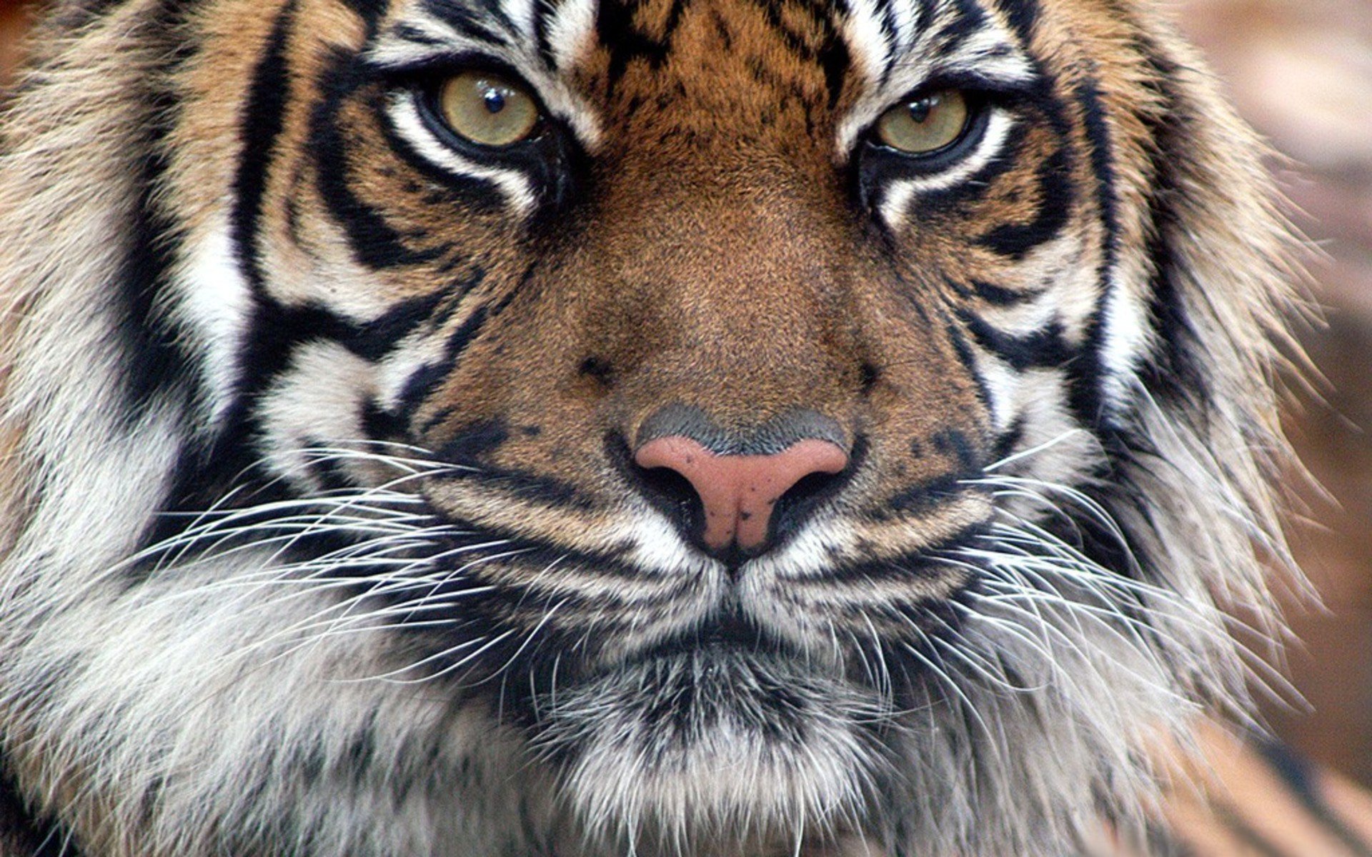 Close-up of a tiger (animal) showing intense eyes and detailed fur, HD PC desktop wallpaper background.