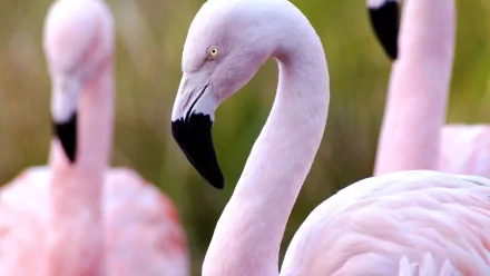 Close-up of a pink flamingo with soft background blur, captured in HD quality as a PC desktop wallpaper and background.