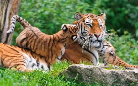 A serene scene of a tiger and its cubs resting together on lush greenery, captured in vibrant detail, serves as an engaging HD PC desktop wallpaper and background.
