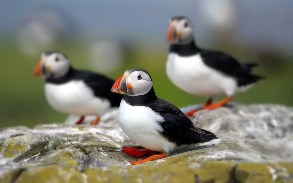 HD PC desktop wallpaper of three Atlantic puffins with bright orange beaks and feet perched on a mossy rock, blurred seascape background.