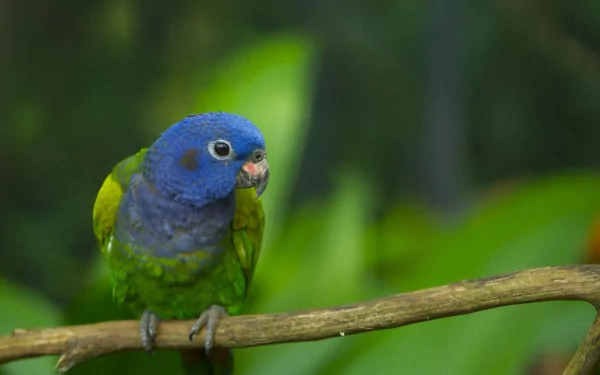A vibrant parrot perched on a branch, showcasing striking blue and green feathers, set against a lush green background, creating a captivating HD desktop wallpaper.