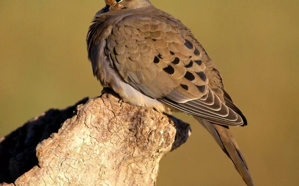 A detailed image of a dove perched on a textured log, showcasing its intricate feather patterns and vibrant colors, designed as a high-definition desktop wallpaper.
