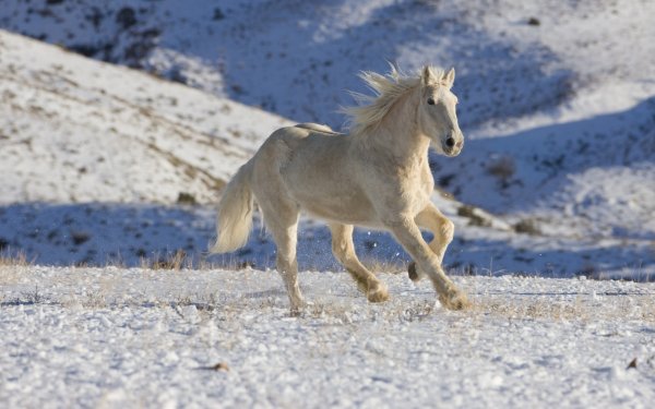 Animal Horse Snow HD Wallpaper | Background Image