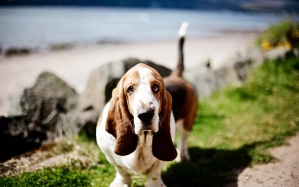 Animal basset hound HD Desktop Wallpaper | Background Image