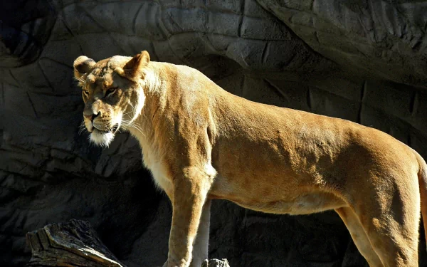 Animal lion HD Desktop Wallpaper | Background Image