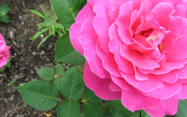 leaf dirt flower nature rose HD Desktop Wallpaper | Background Image