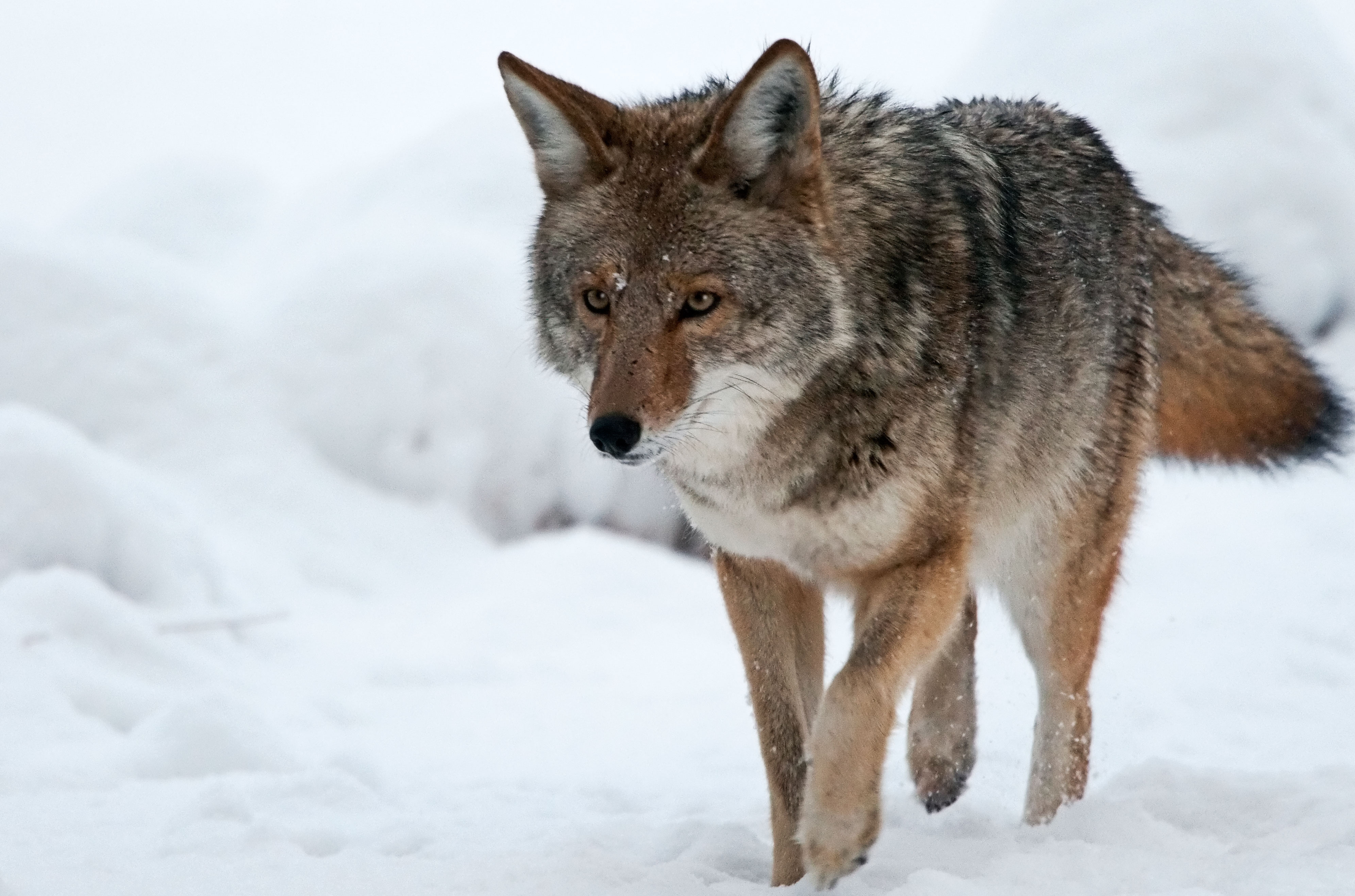 Download Animal Coyote 4k Ultra HD Wallpaper