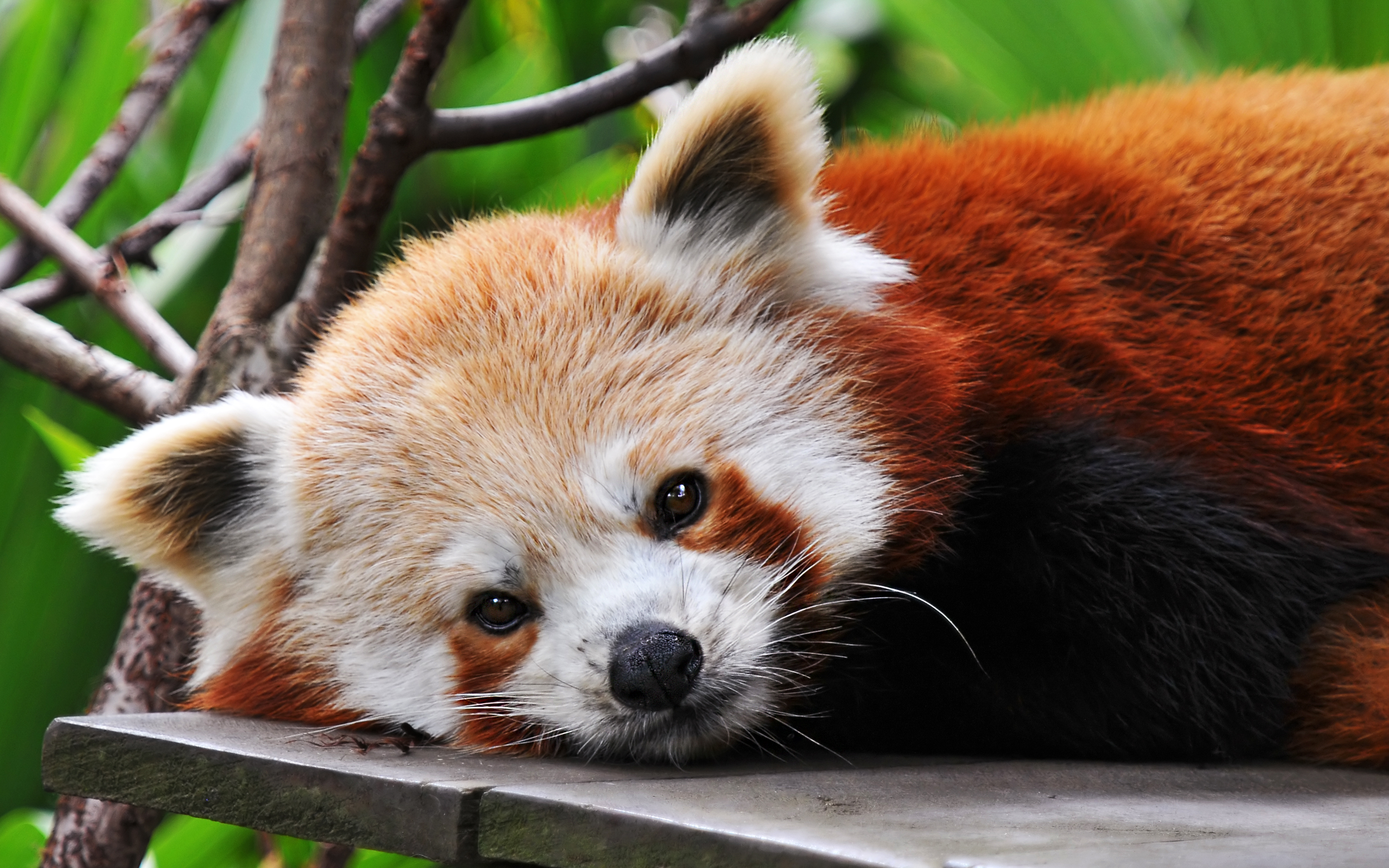 Animal Red Panda HD Wallpaper | Background Image